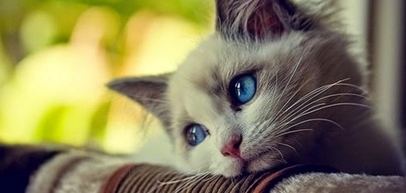 hukum jual beli kucing