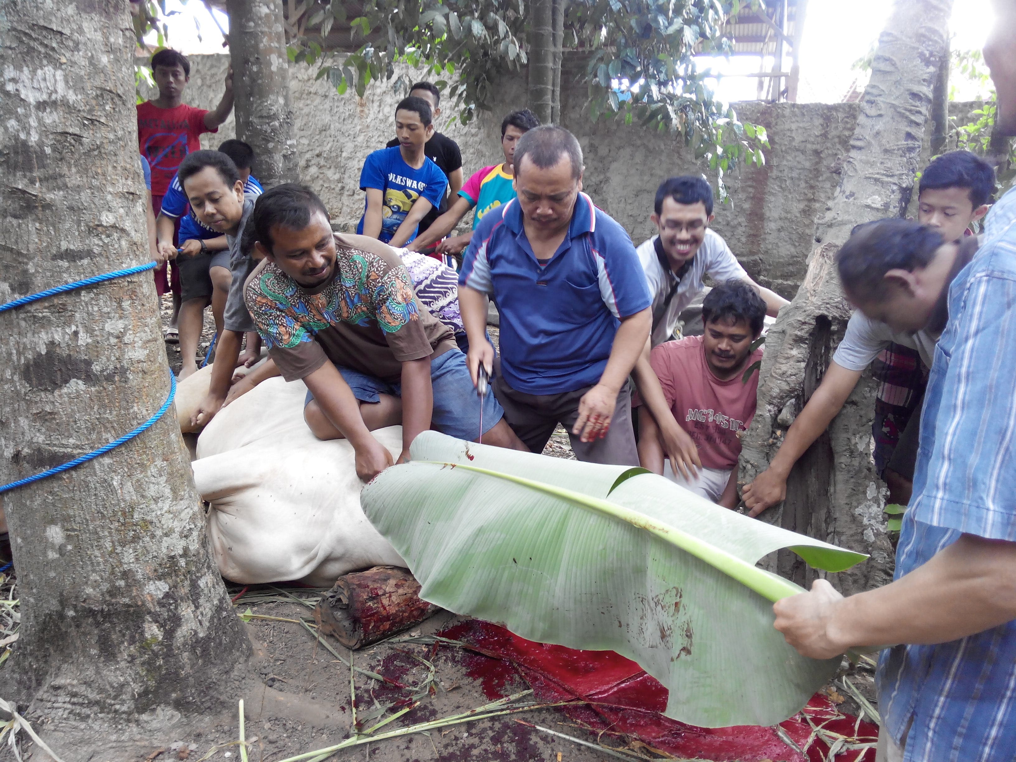 Secara Islami Ini Manfaat Penyembelihan Hewan Qurban