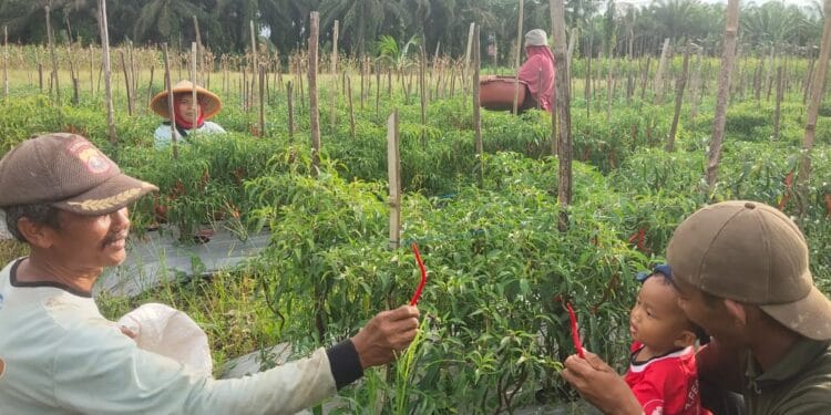 Harga Pupuk Kimia Mahal, LDII Melawi Dorong Petani Gunakan Pupuk Hayati Bakteri