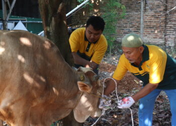 Jumlah Hewan Kurban Terus Meningkat Tiap Tahun, Ini yang Dilakukan Warga LDII