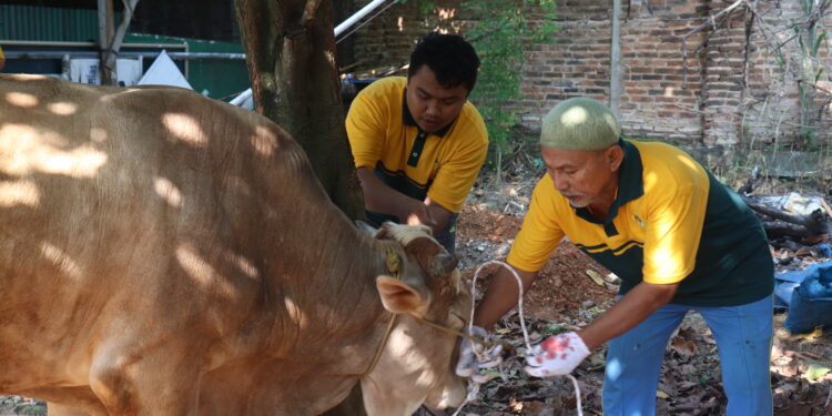 Jumlah Hewan Kurban Terus Meningkat Tiap Tahun, Ini yang Dilakukan Warga LDII