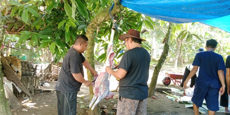 Hewan Kurban Warga LDII Tanggamus Naik 24 Persen, Wujud Tabungan Warga Selama Setahun